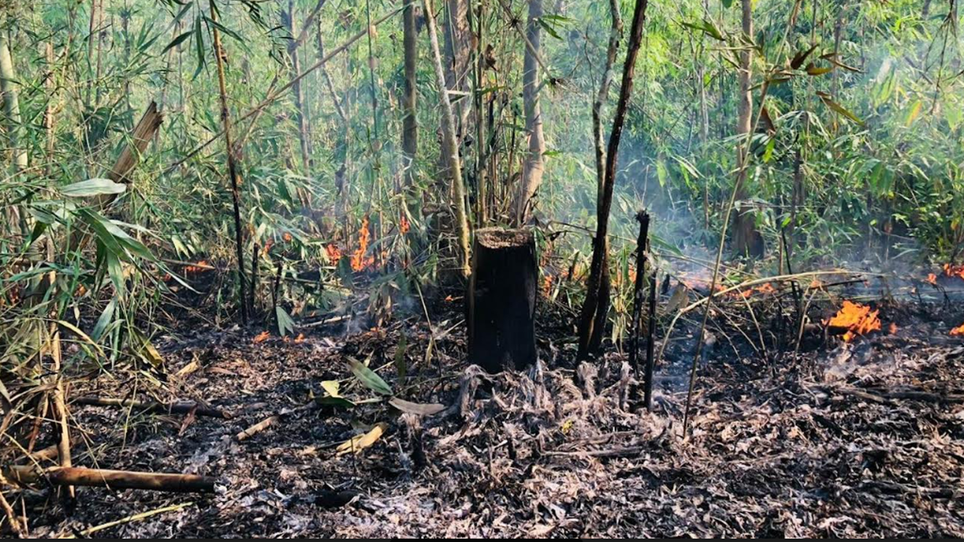 কুরমা বনে আগুনের ঘটনা তদন্তে কমিটি গঠন