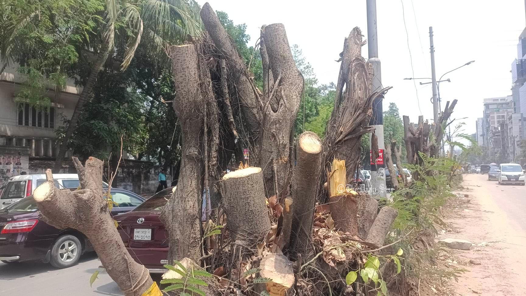 রাতের আঁধারে গাছ কেটে ‘সৌন্দর্যবর্ধন’ করছে দক্ষিণ সিটি করপোরেশন