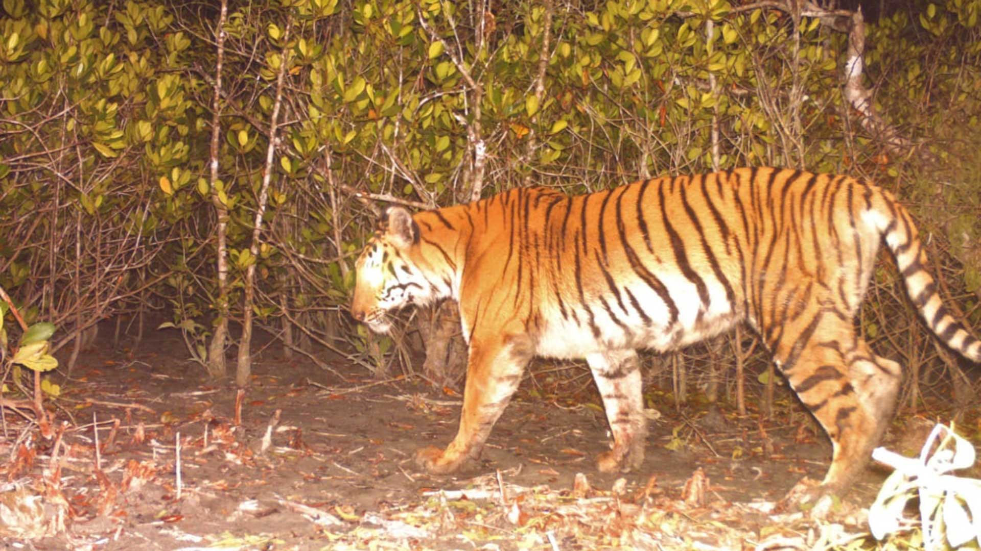 বাঘের সংখ্যা বৃদ্ধির সম্ভাবনা