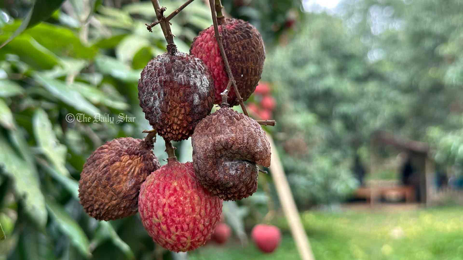 তাপপ্রবাহে পুড়ছে লিচু