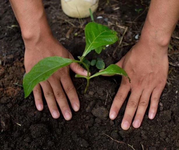 যে দেশে পরীক্ষা পাসের জন্য লাগাতে হয় ১০টি গাছ