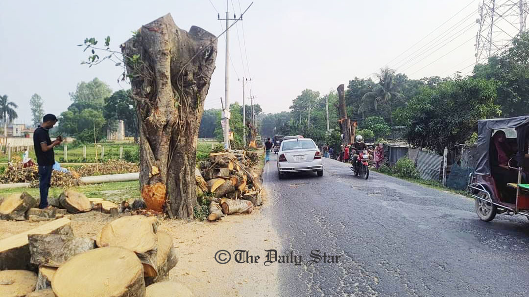শতবর্ষীসহ ২ হাজার ৩৭৯ গাছ কেটে সড়ক ‘উন্নয়ন’