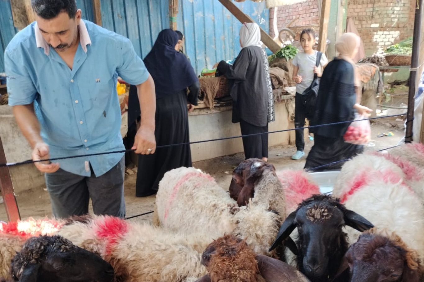 মিশরে কোরবানির পশু বেচাকেনা হয় যেভাবে