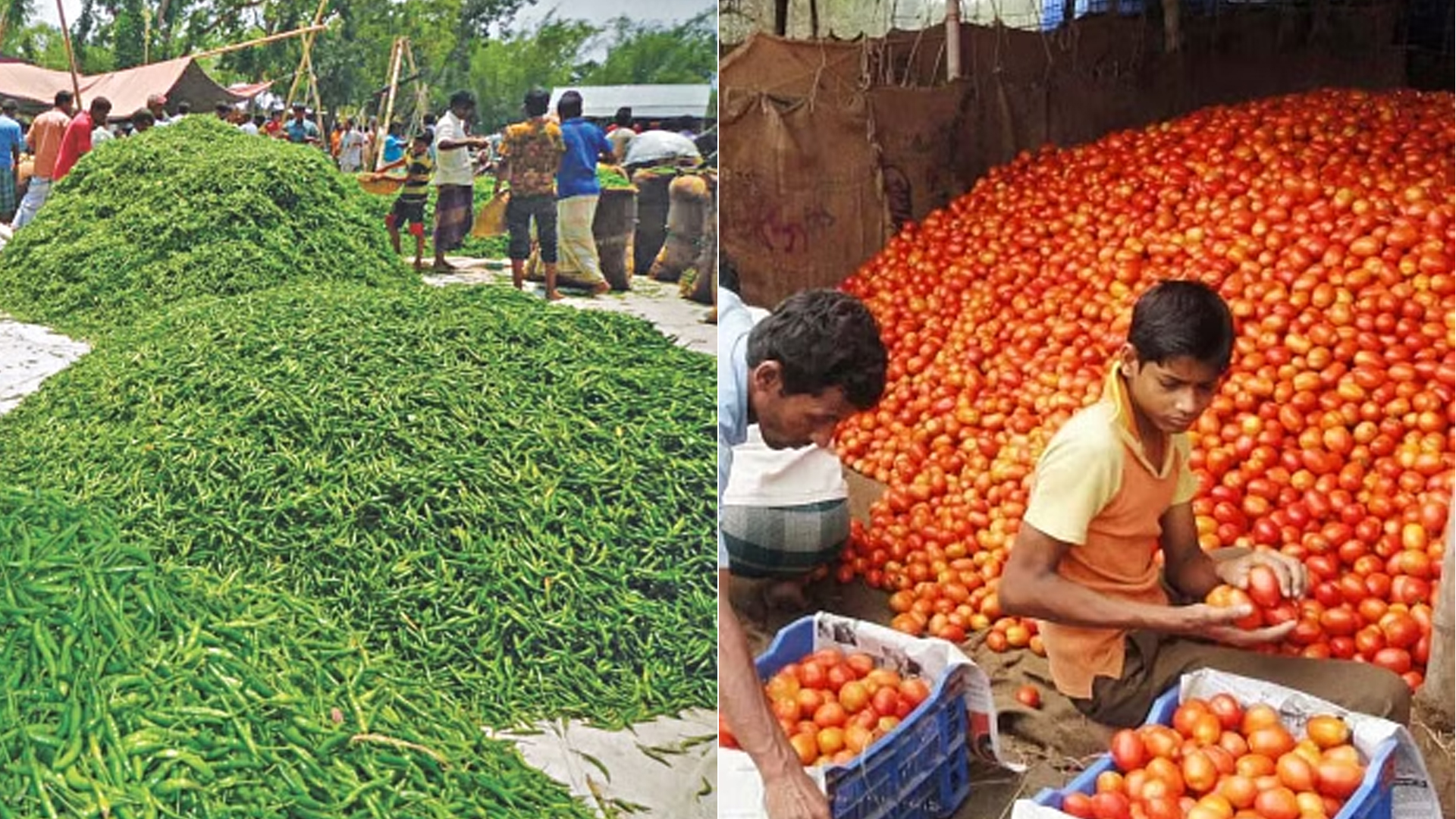 কাঁচা মরিচ ও টমেটো আমদানির অনুমতি দিয়েছে সরকার