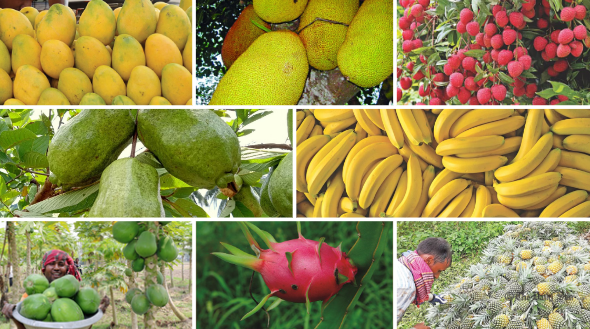 ফল উৎপাদনে নীরব বিপ্লব