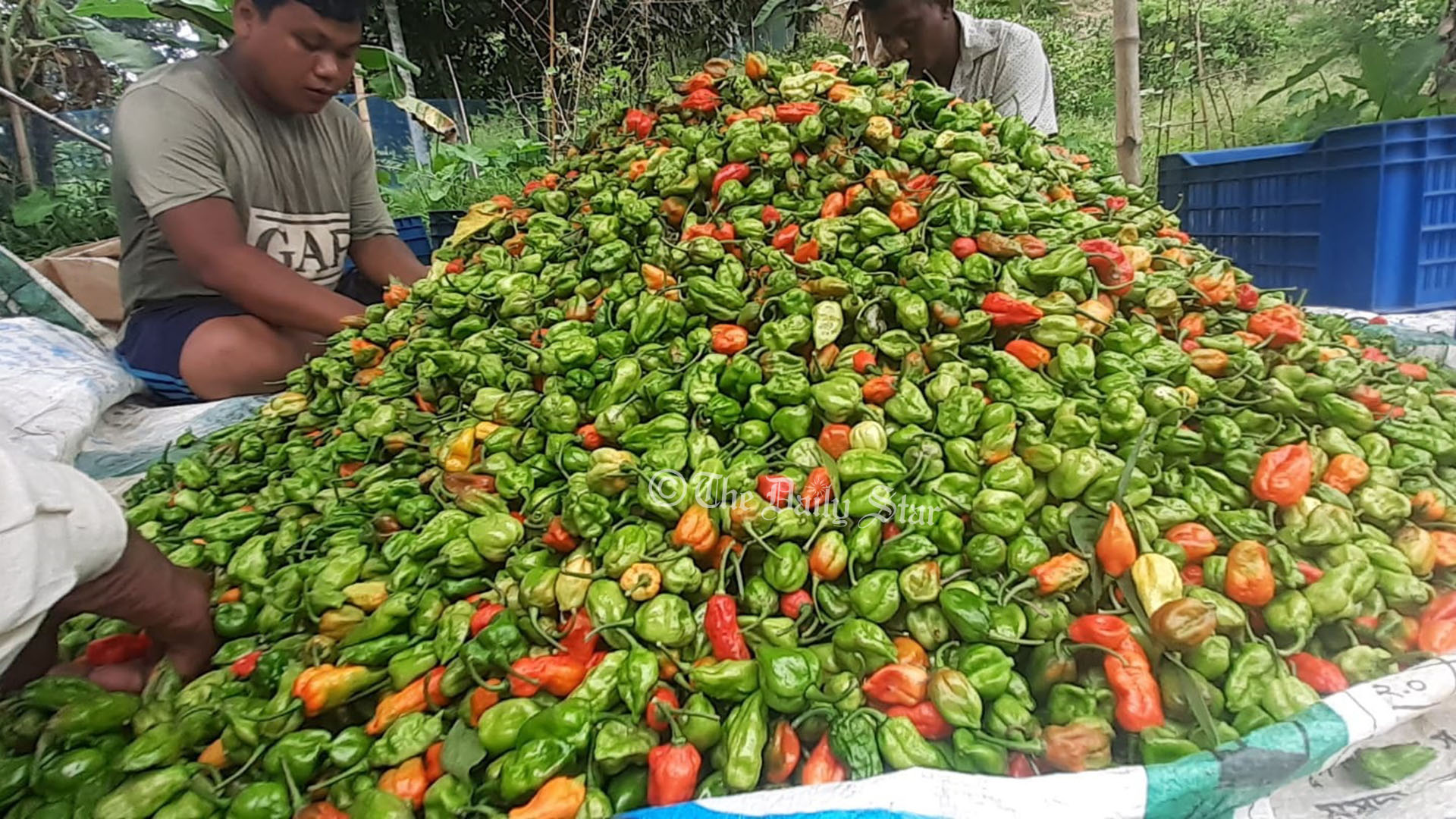 কাঁচা মরিচের দাম বাড়ায় চাহিদা বেড়েছে নাগা মরিচের