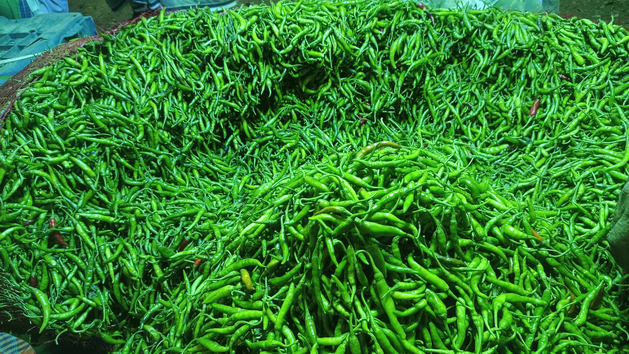 অনুমতির পর এ পর্যন্ত ৯৩ টন মরিচ আমদানি