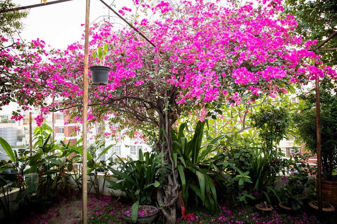 বর্ষায় ছাদে ফুল বাগান শুরু করবেন যেভাবে