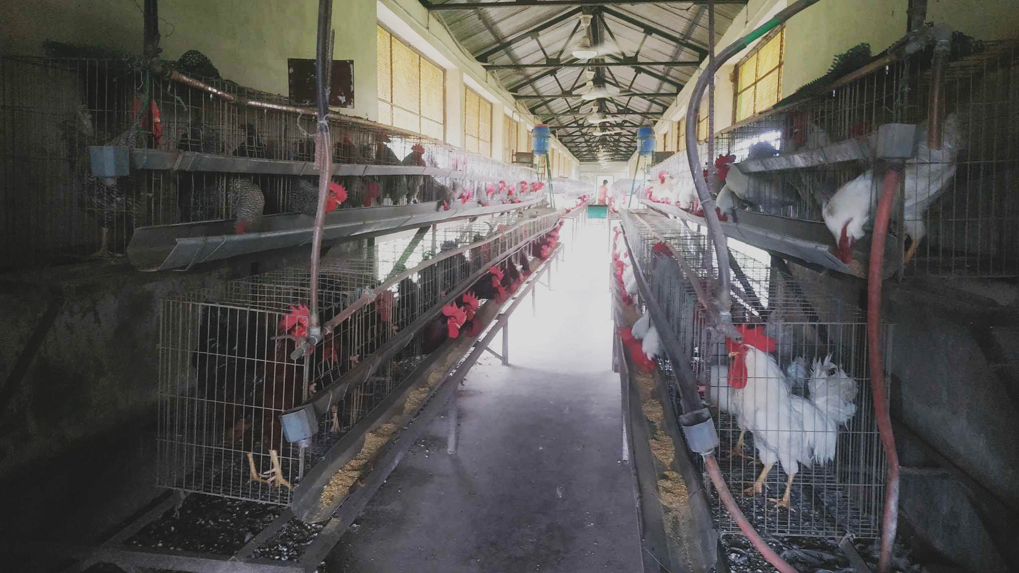 চোর নিয়ে গেল গবেষণার ৩৮টি মোরগ