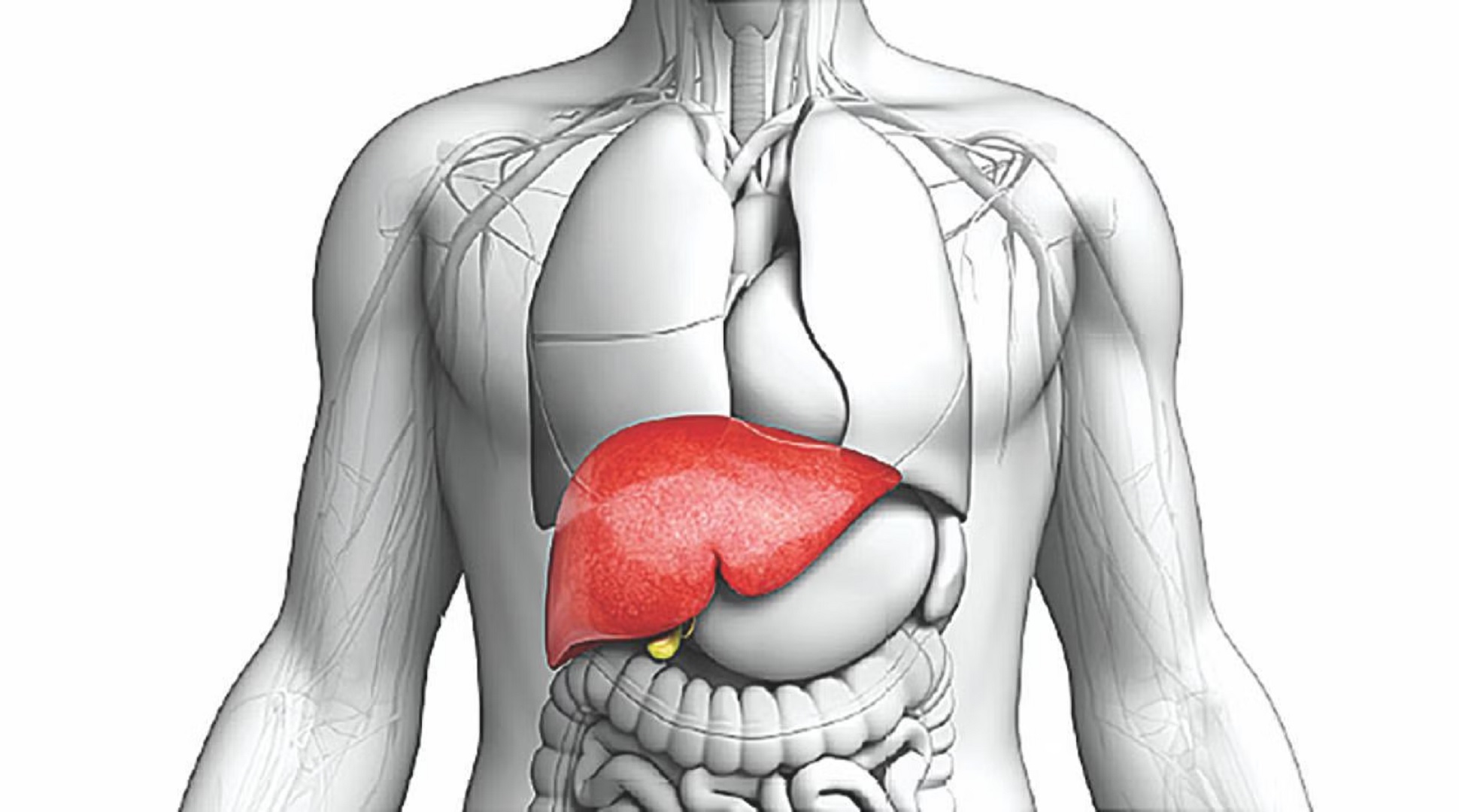 সাধারণ রক্ত পরীক্ষাতেই ধরা পড়বে লিভার ক্যানসার: গবেষণা