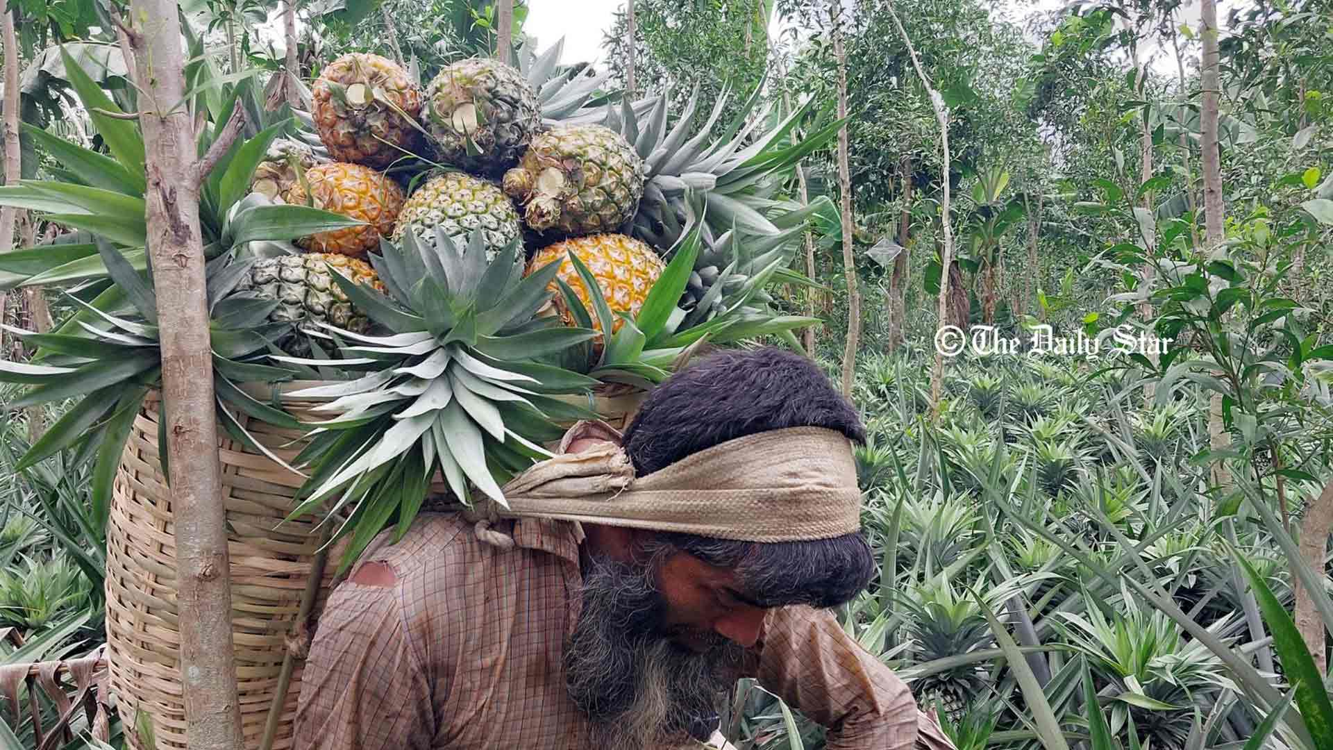 অবহেলায় মধুপুরের আনারস