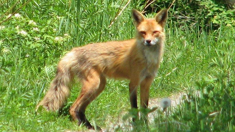 ‘শিয়াল ধরতে ছাগলের মাংসে বিষ’, মারা গেল ১৩ শকুন ও ৩ কুকুর