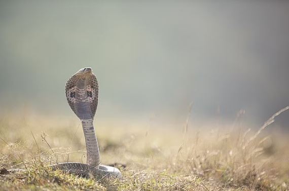 সাপে কাটলে কী করবেন, কী করবেন না
