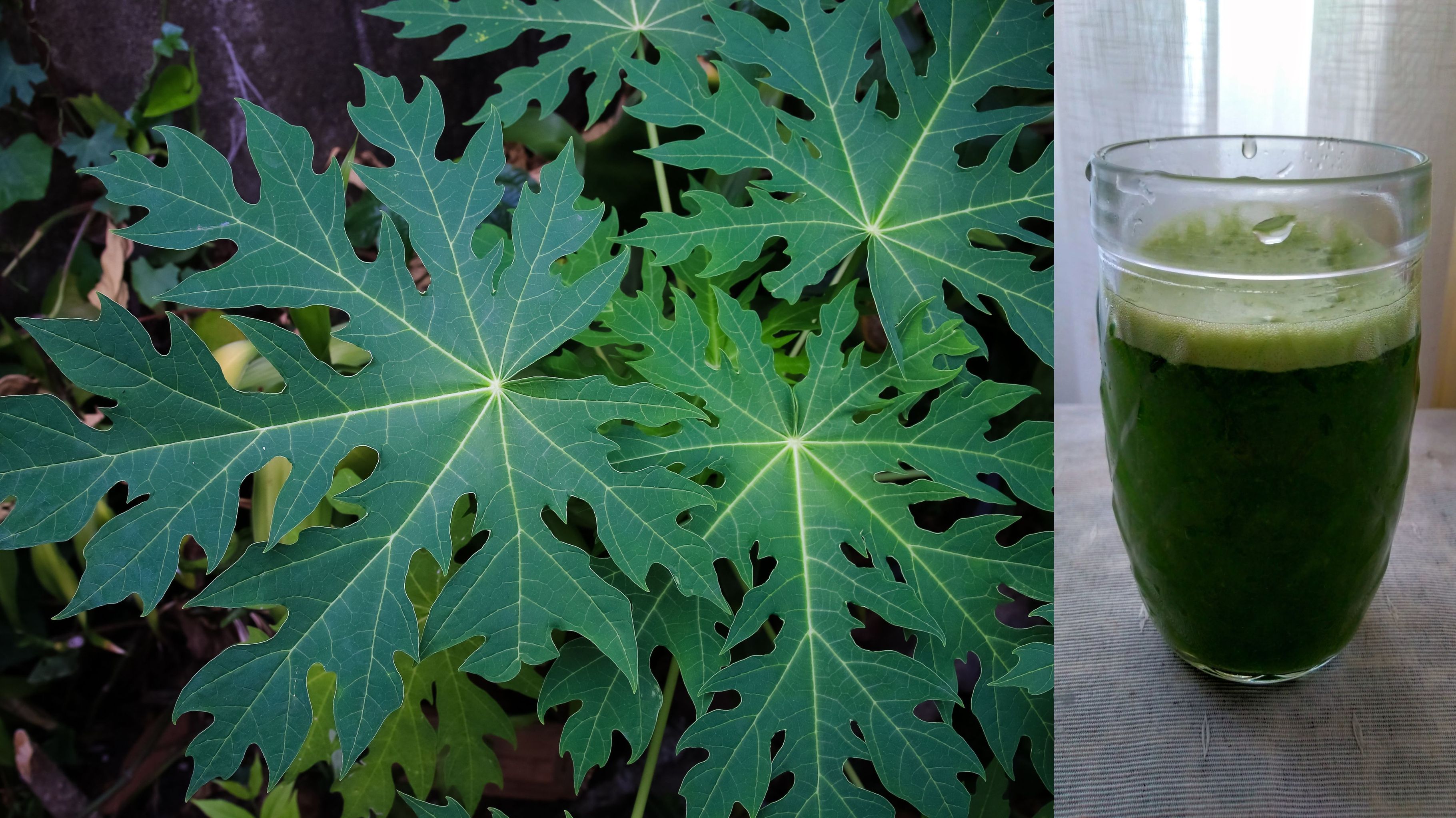 পেঁপে পাতার রস খেলে কি আসলেই প্লাটিলেট বাড়ে