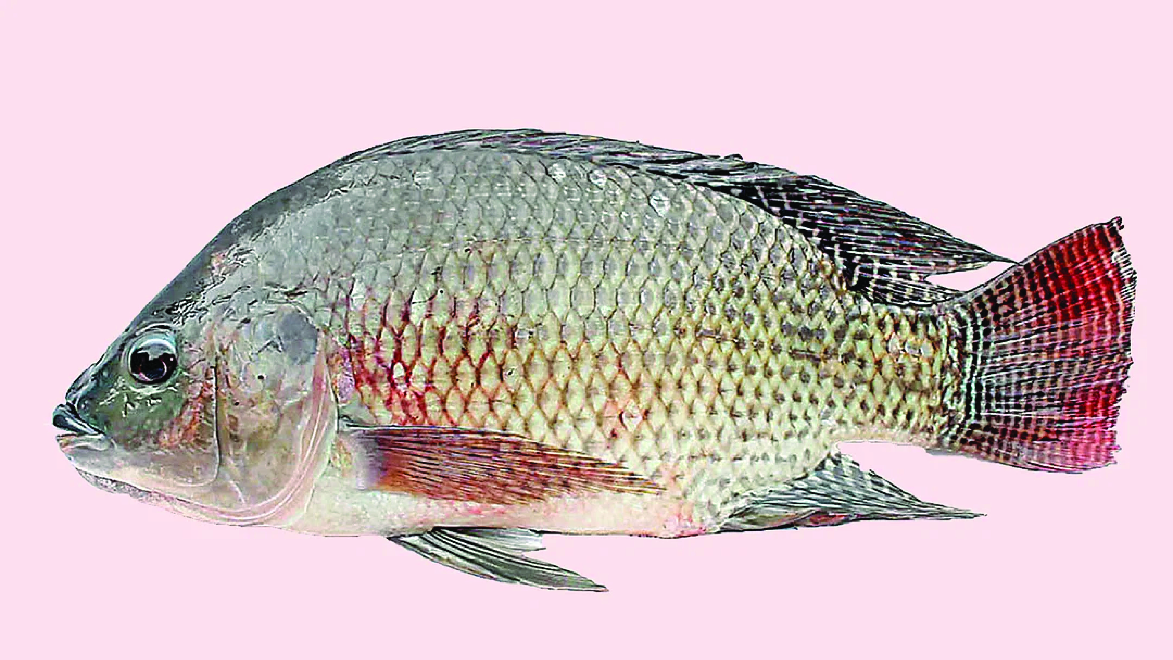 তেলাপিয়া মাছ বিষাক্ত নয়, তবে যা জানা জরুরি