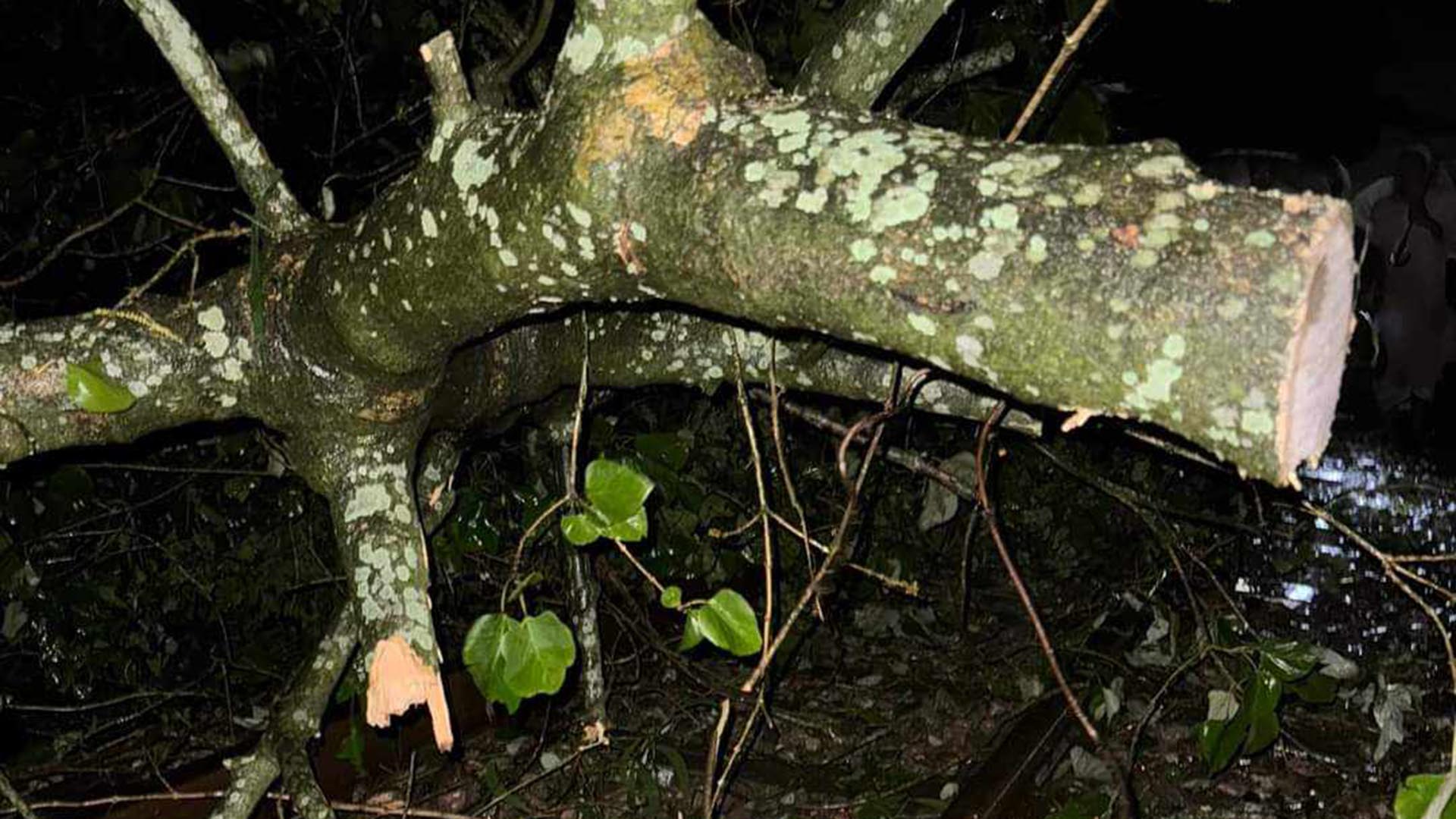 ব্রাহ্মণবাড়িয়ায় গাছ ভেঙে ঢাকার সঙ্গে চট্টগ্রাম-সিলেটের ট্রেন চলাচল বন্ধ