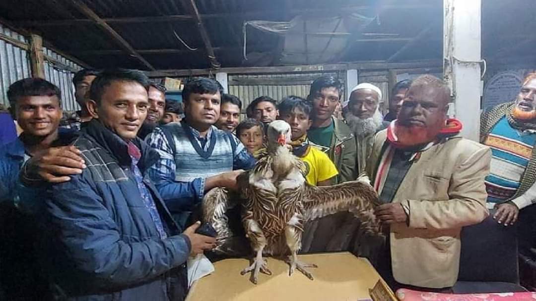 নির্বাচনী প্রচারণায় ব্যবহার, অসুস্থ হয়ে পড়েছে বিপন্ন শকুন