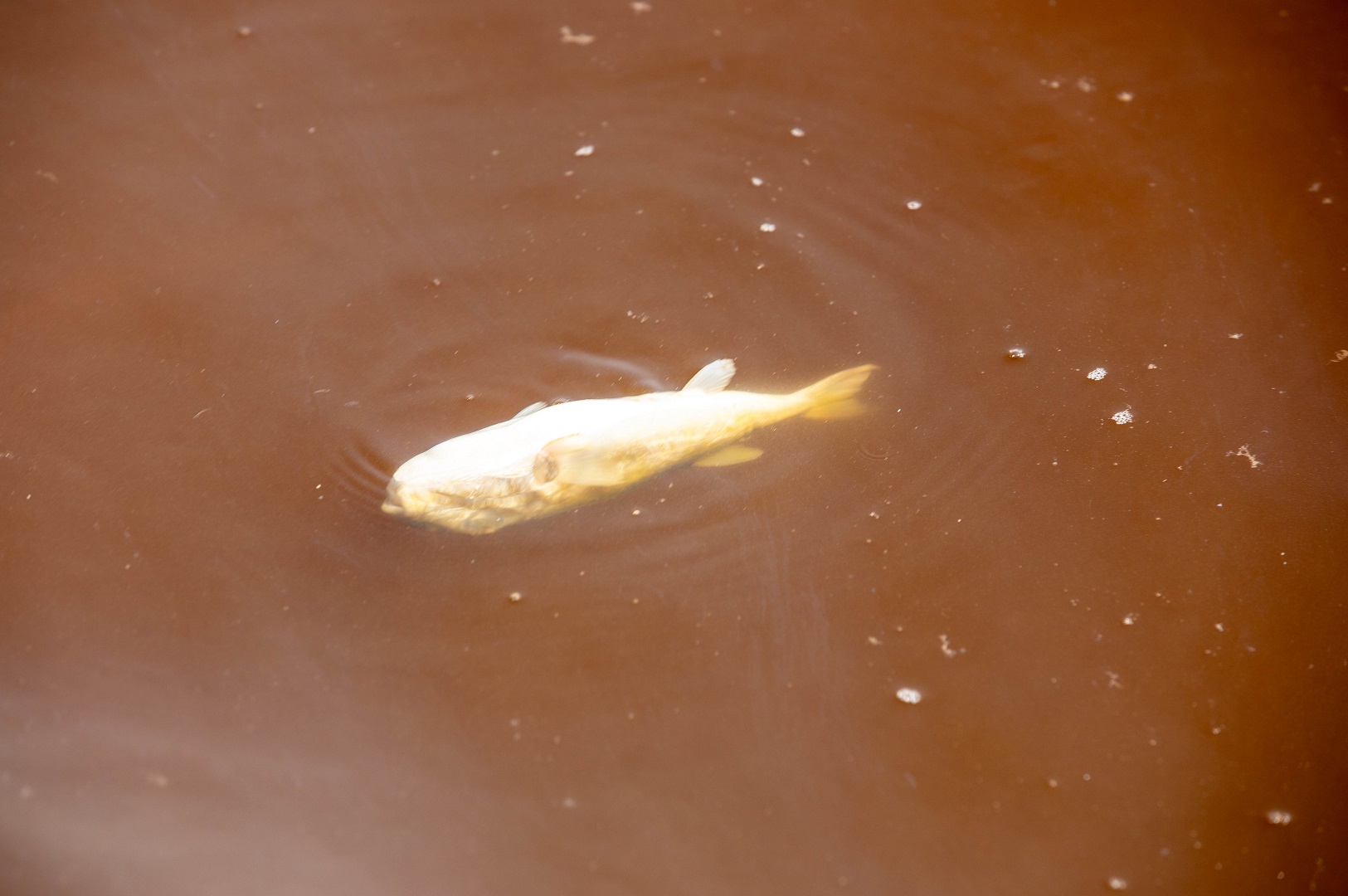 কর্ণফুলীতে এস আলমের পোড়া চিনি, মরে ভেসে উঠছে মাছ
