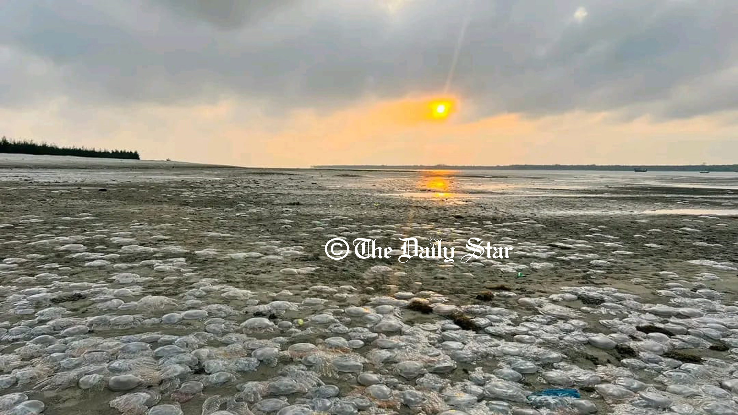 কুয়াকাটা সৈকত ছেয়ে যাচ্ছে জেলিফিশে, মাছ ধরা ব্যাহত