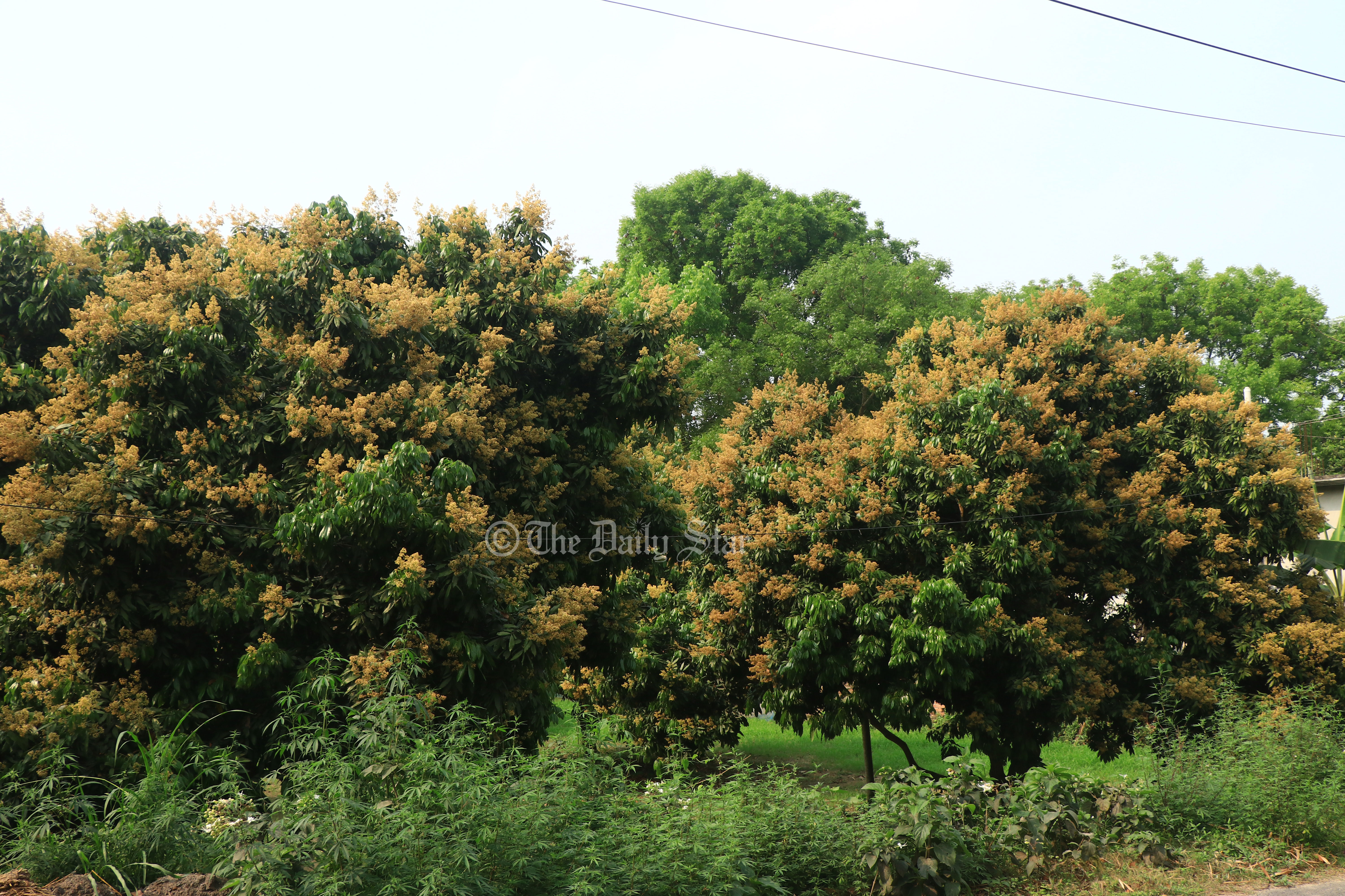 গাছে গাছে মুকুলের সমারোহ, লিচুর বাম্পার ফলনের প্রত্যাশা