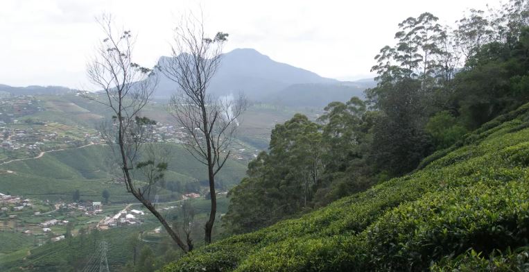 শ্রীলঙ্কার ভিসা কীভাবে করবেন, ঘুরবেন কোথায়, খরচ কত