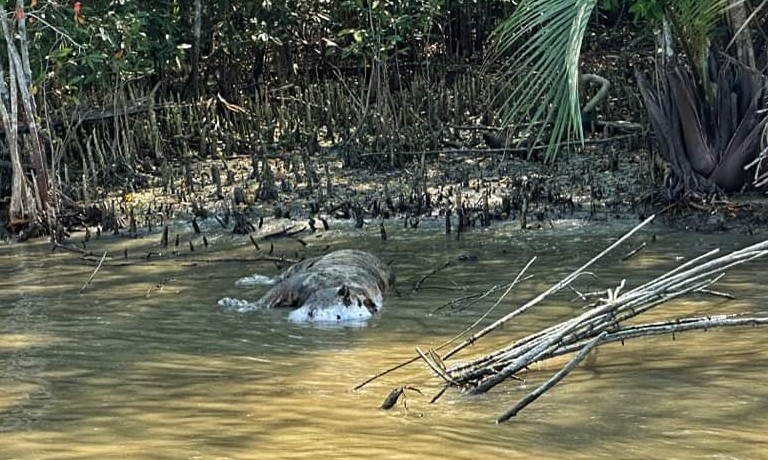 সুন্দরবনের খাল থেকে বাঘের মরদেহ উদ্ধার