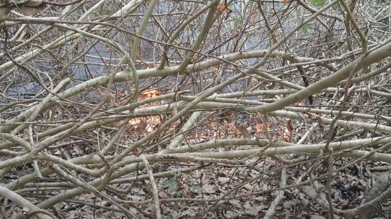 সুন্দরবনে আগুন: নদীতে ভাটার কারণে পানির সংকট বাড়তে পারে