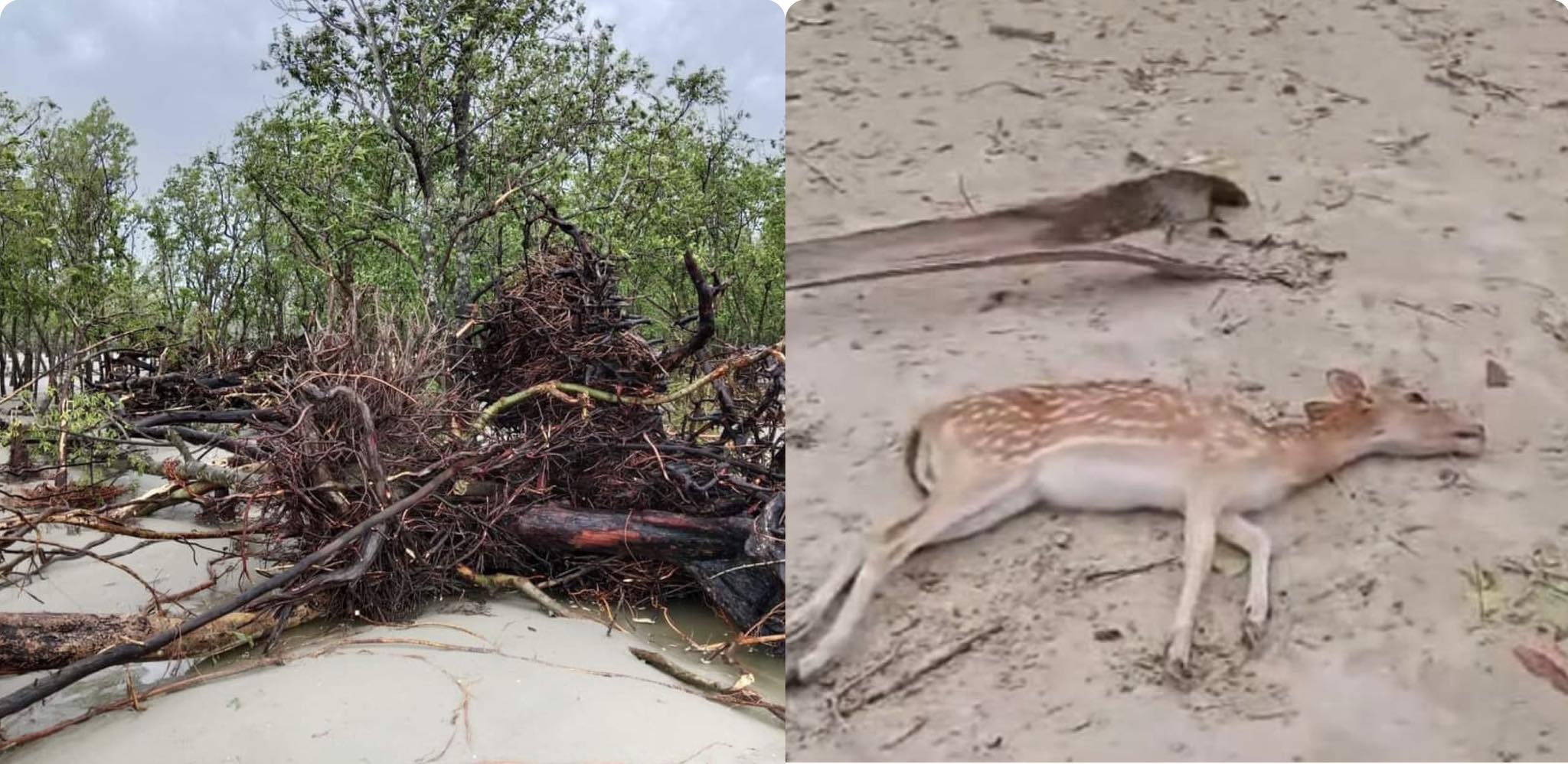 ৩৯ মৃত হরিণ উদ্ধার, সুন্দরবনে উদ্ভিদের চেয়ে প্রাণীর ক্ষতি হয়েছে বেশি