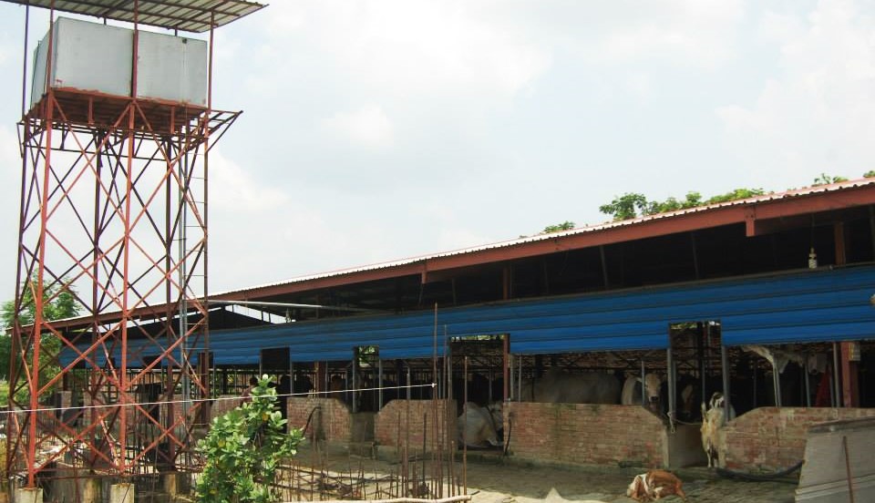 মোহাম্মদপুরে সাদিক অ্যাগ্রো থেকে ৬টি ব্রাহমা জাতের গরু জব্দ