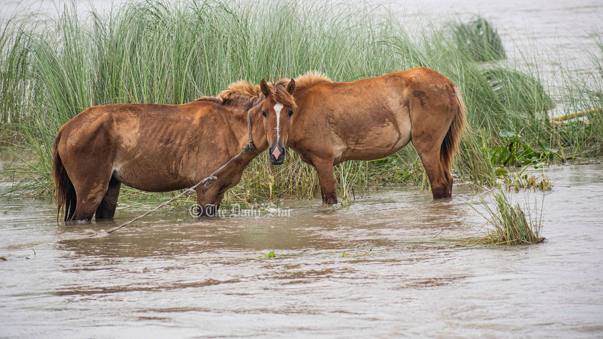 ৩ দিন হলো এভাবেই বন্যার পানিতে দাঁড়িয়ে আছে ঘোড়াগুলো