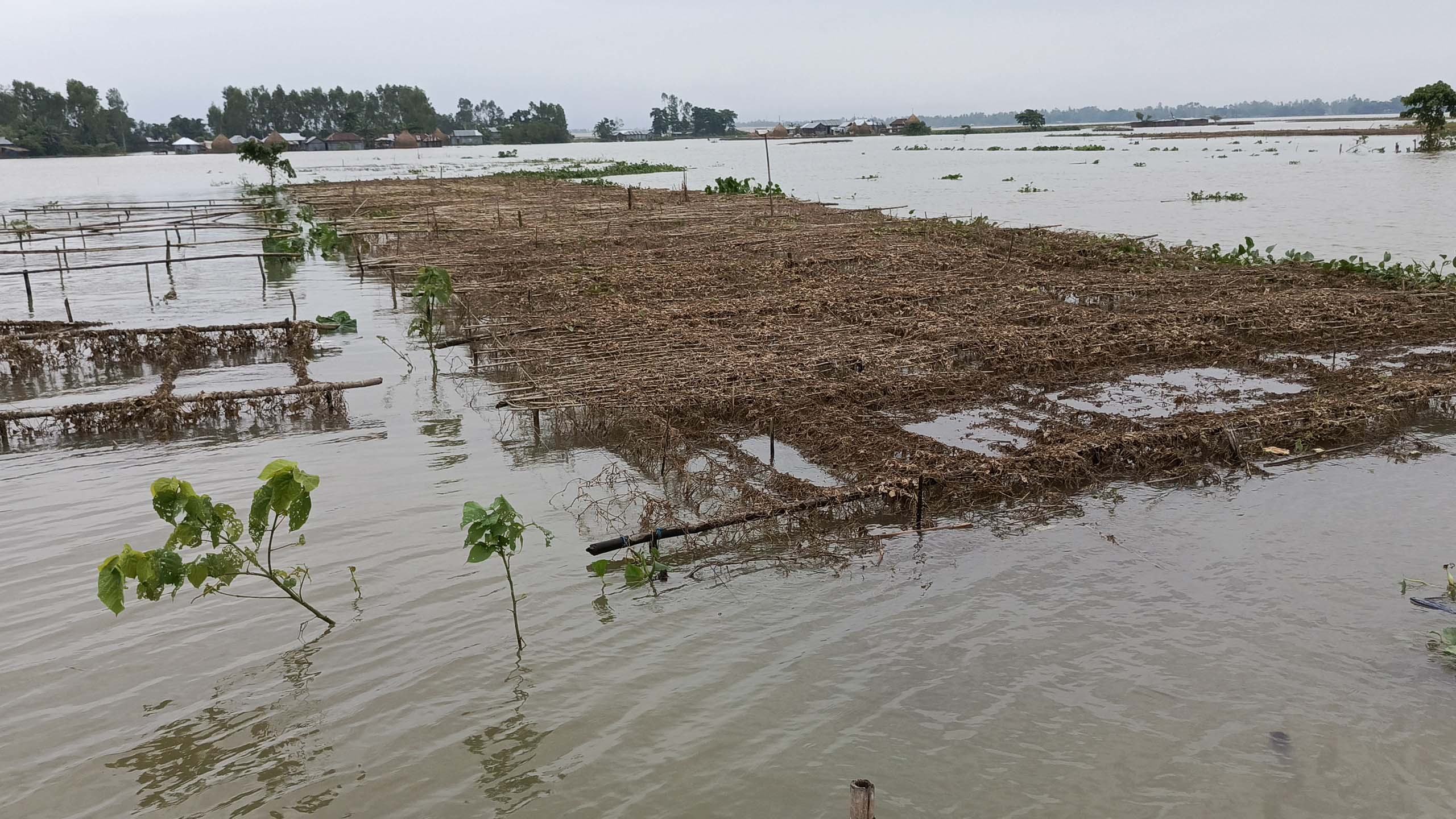 কুড়িগ্রামে বন্যার পানির নিচে ৬৫০০ হেক্টর জমির ফসল