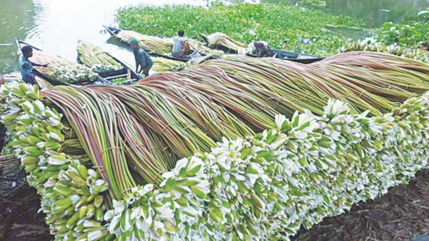 শাপলা ডাঁটা কেন খাবেন