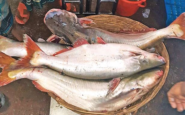 পাঙাশ মাছের পুষ্টিগুণ কি আসলেই কম?