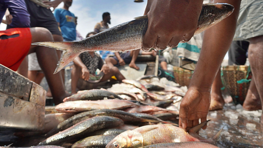 কেন ইলিশের এত দাম—কৃত্রিমভাবে বাড়ানো, নাকি বাস্তবতা