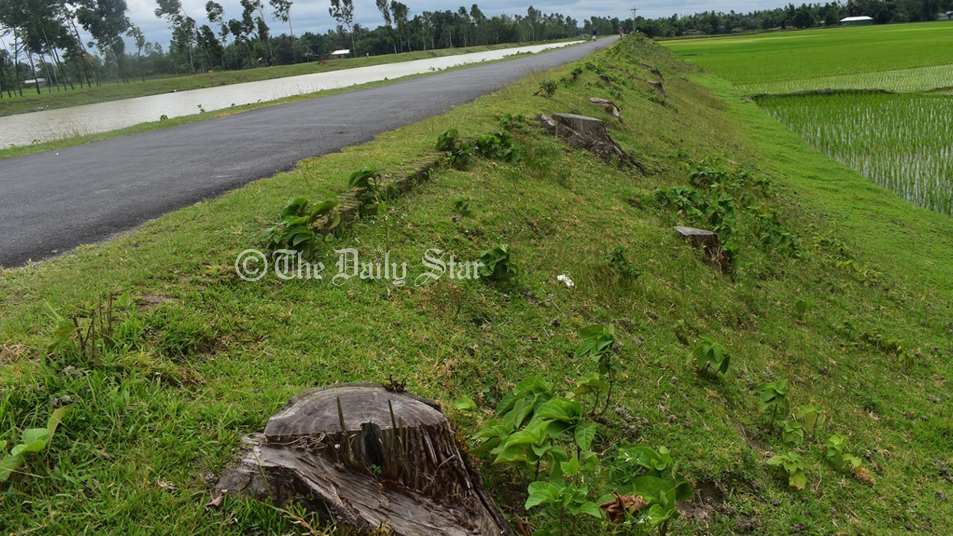 তিস্তা সেচ প্রকল্প এলাকায় ‘উন্নয়নের স্বার্থে’ কাটা হলো লাখ লাখ গাছ