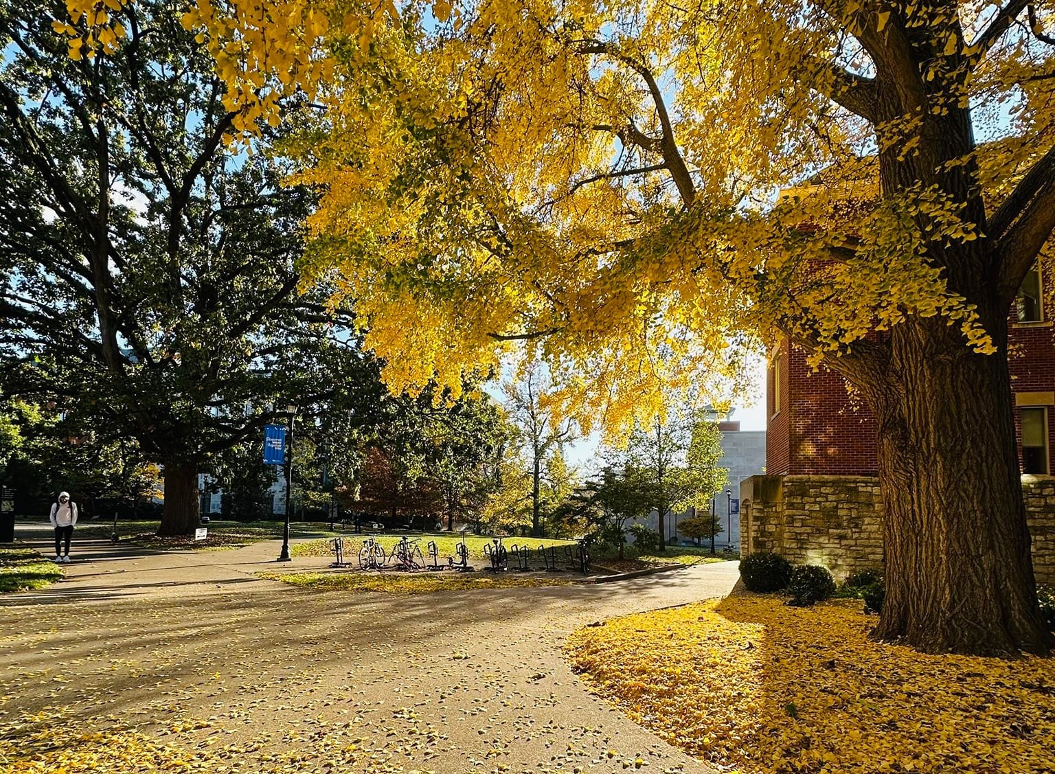 শরতের লাল-হলুদ-কমলা পাতার দিনগুলো