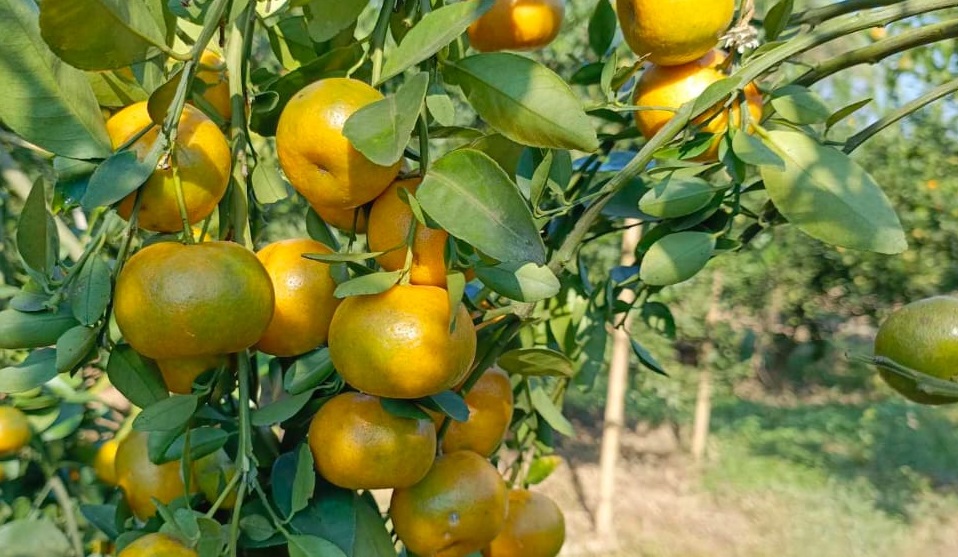 সমতলে পাহাড়ি জাতের কমলার উচ্চ ফলন