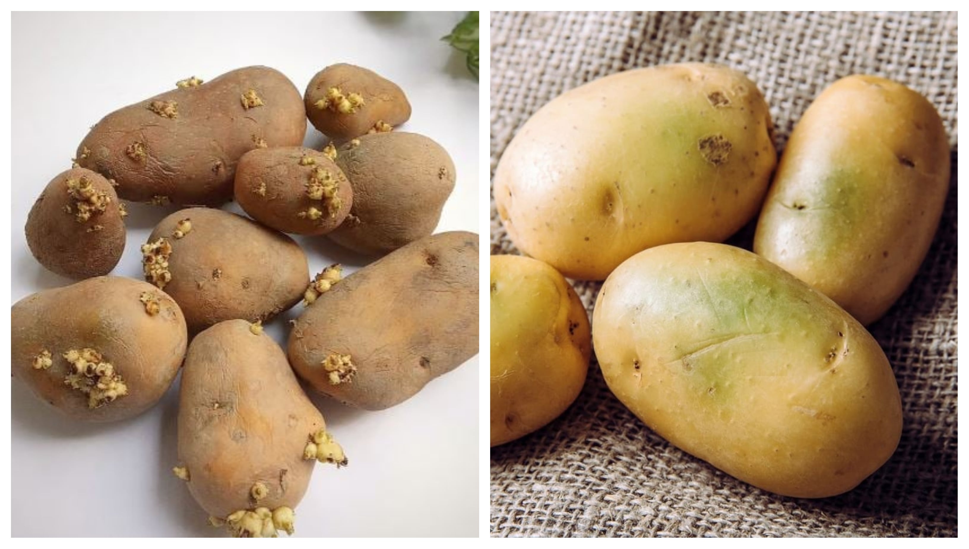 গাছ গজানো ও সবুজ দাগযুক্ত আলু খাওয়া কি নিরাপদ?