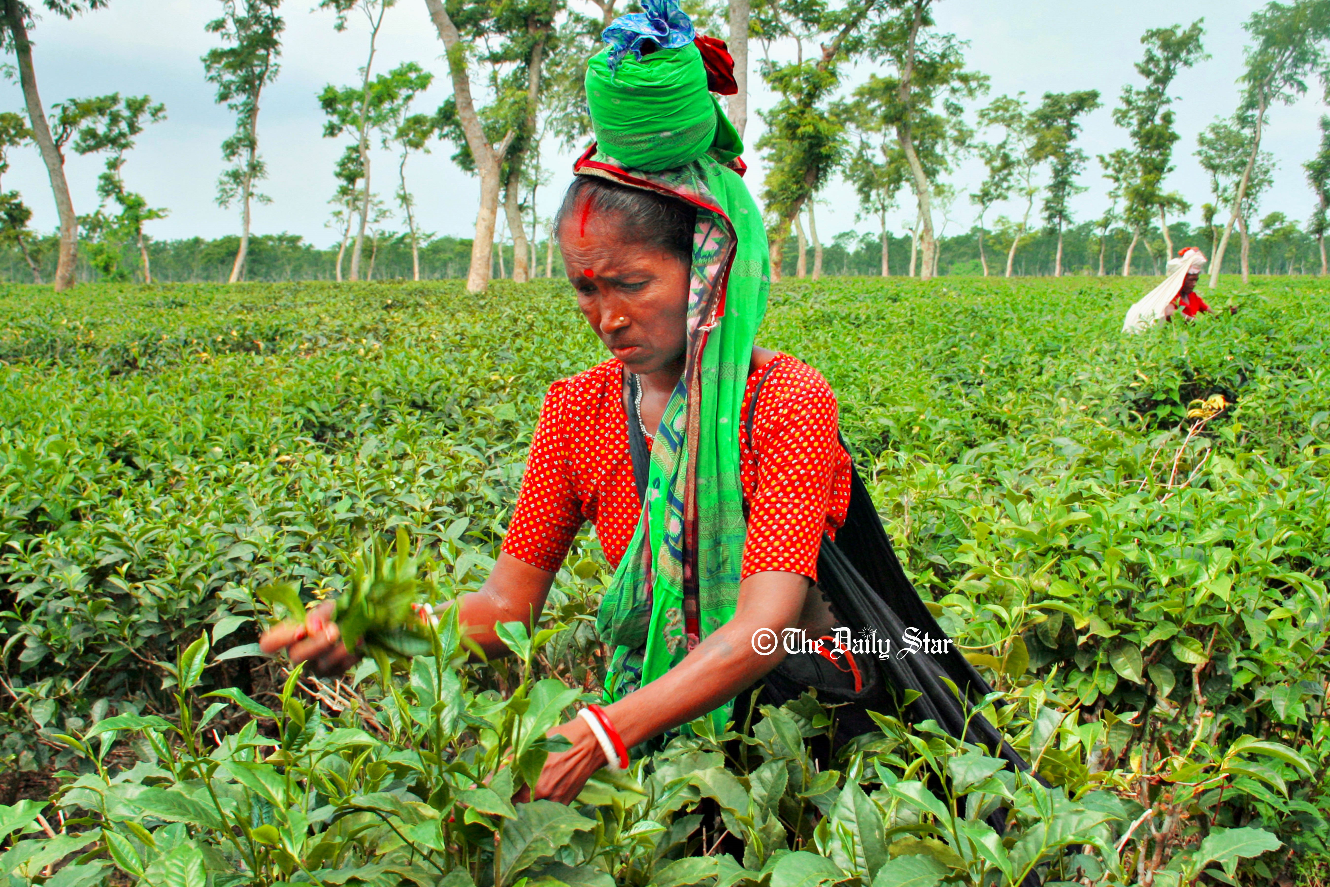 ২০২৪ সালে দেশে চা উৎপাদন কমেছে ১ কোটি কেজি