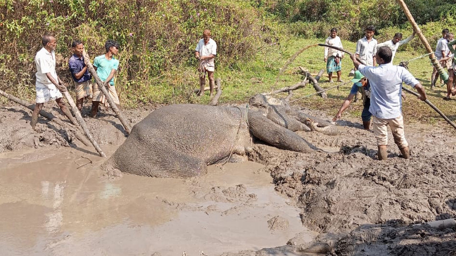 গ্রামবাসীর সহায়তায় ২২ ঘণ্টা পর উদ্ধার পেল কাদায় আটকে পড়া হাতিটি