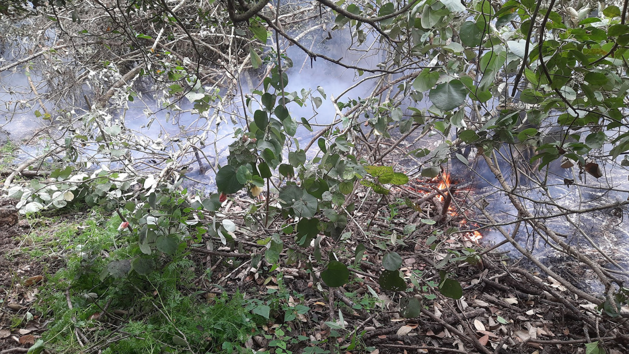 সুন্দরবনের তেইশের ছিলায় আগুন নিয়ন্ত্রণে কাজ করছে ফায়ার সার্ভিসের ৬ ইউনিট