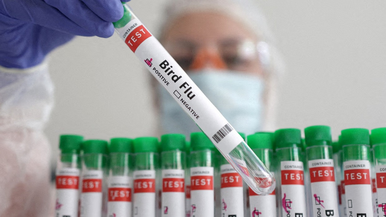 আবারও বাংলাদেশে বার্ড ফ্লু শনাক্ত