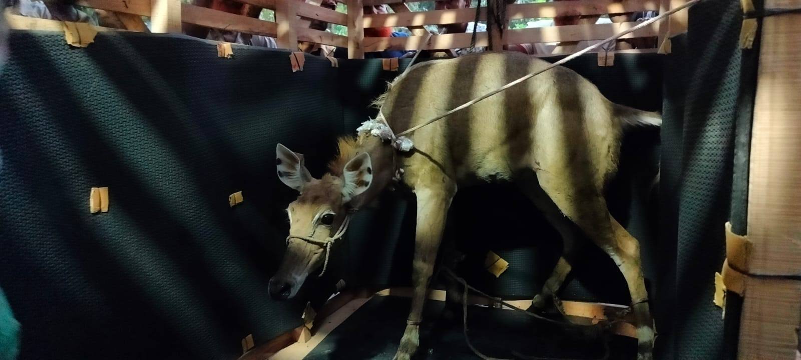 পঞ্চগড়ে ধরা পড়া সেই নীলগাই গেল ডুলাহাজারা সাফারি পার্কে