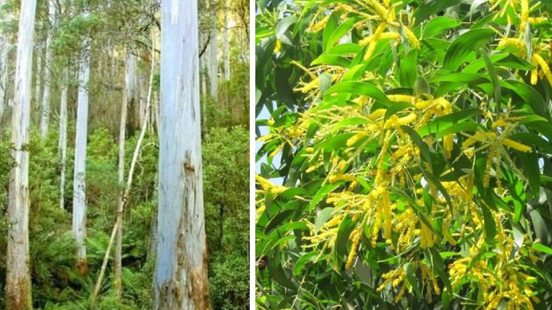 ইউক্যালিপটাস-আকাশমনি রোপণ, উত্তোলন ও বিক্রি নিষিদ্ধ