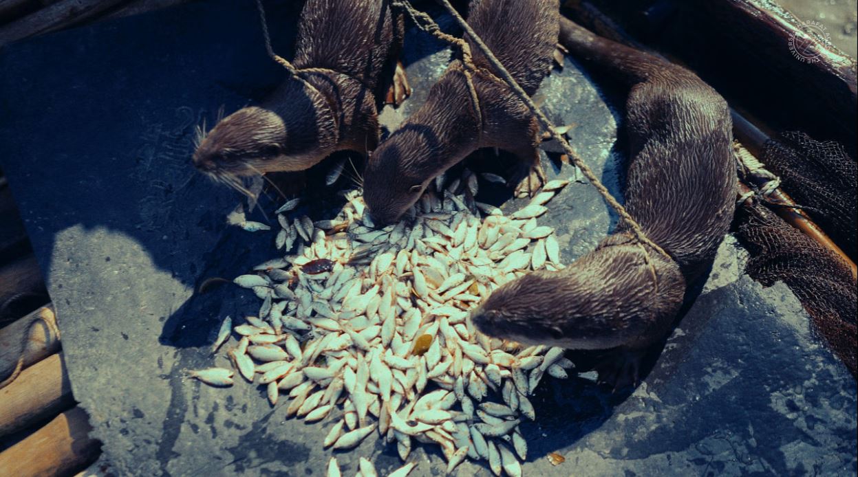 নড়াইলে ভোঁদড় দিয়ে মাছ ধরার গল্প জানেন?