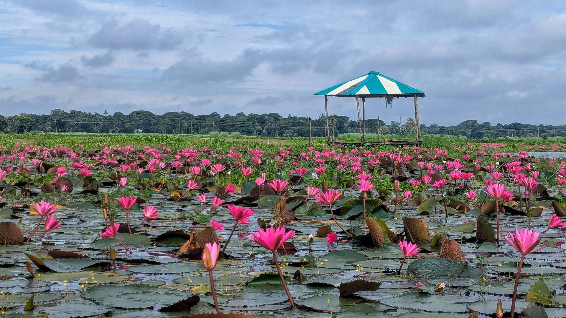 শাপলার রাজ্য চেচুয়া বিলে গিয়েছেন কখনো
