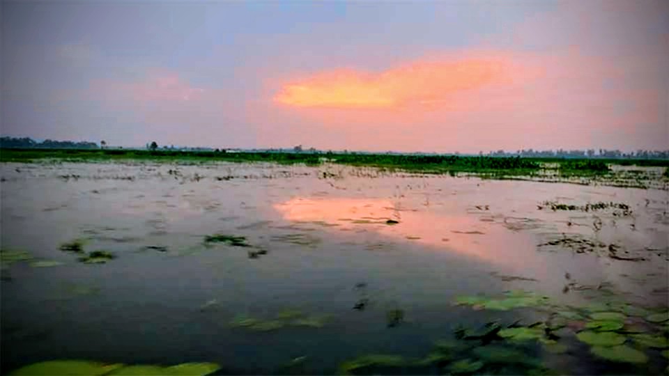 বিদ্রোহের স্মৃতি আর শরতের মায়া মিলছে যে বিলে