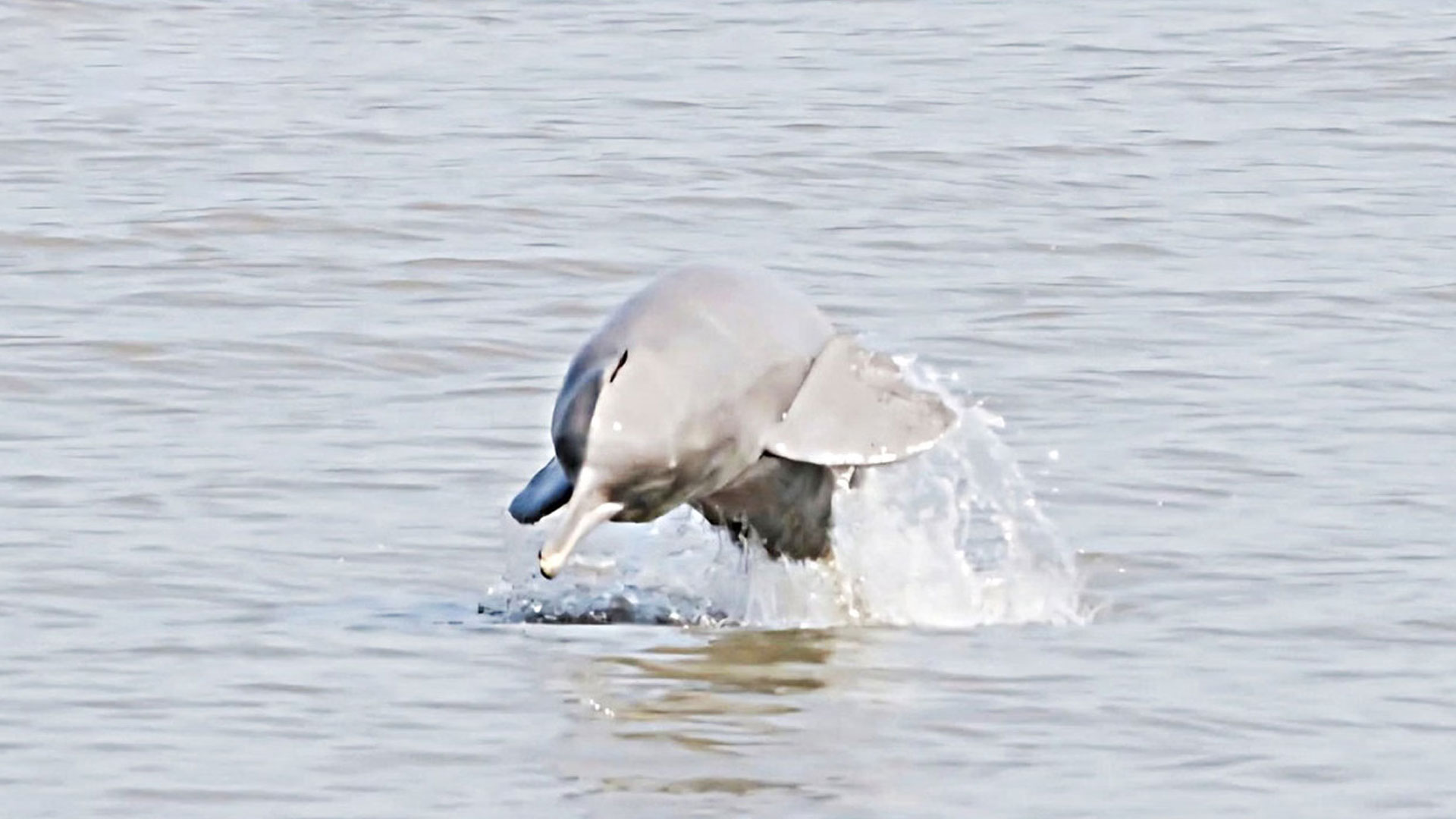 দেশের নদ-নদীতে পাওয়া গেল ২ হাজার ৩০৭টি ডলফিন