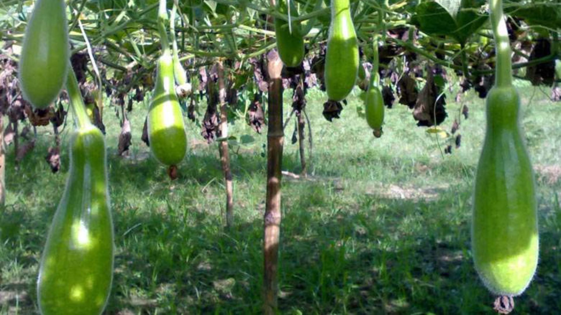 লাউয়ের এই পুষ্টিগুণগুলো জানেন কি?