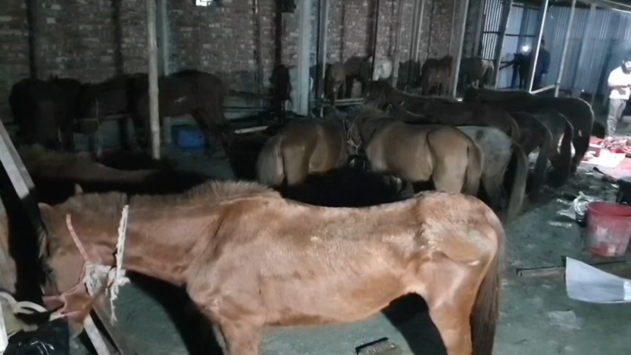 গাজীপুরে ঘোড়ার মাংস বিক্রি: জীবিত ও জবাই করা ৪৫ ঘোড়া জব্দ